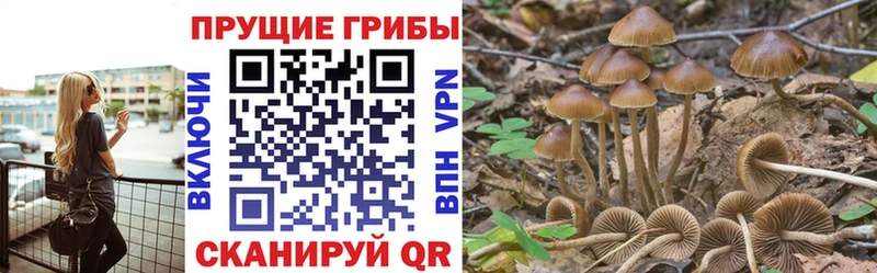 Псилоцибиновые грибы GOLDEN TEACHER  наркота  Киселёвск 